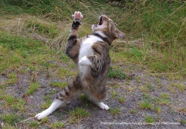 Comedy Pet Photo Awards 2020