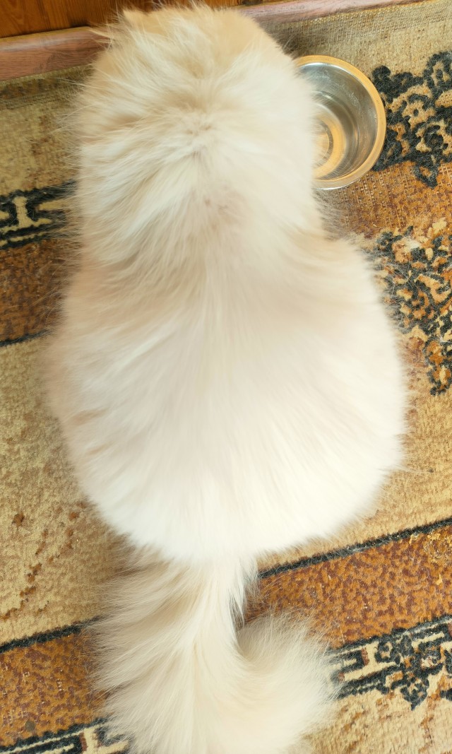 Котоснежность