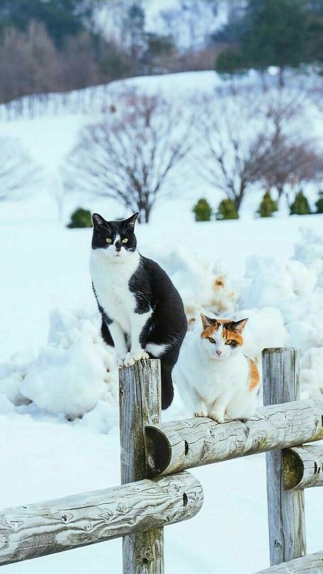 Котики из снега и котики на снегу