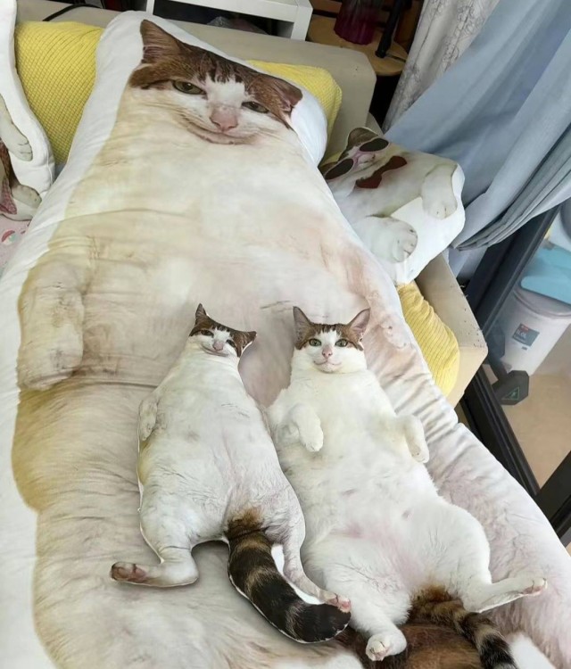 Котейке подарили подушку