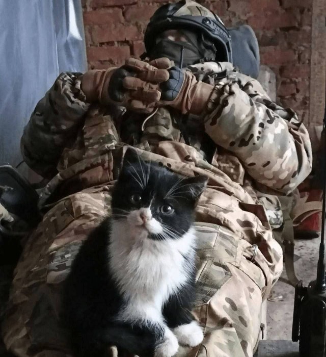 Котовтоник в картинках