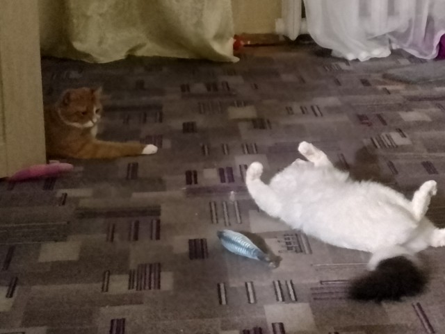 Котовторник. Мой котан