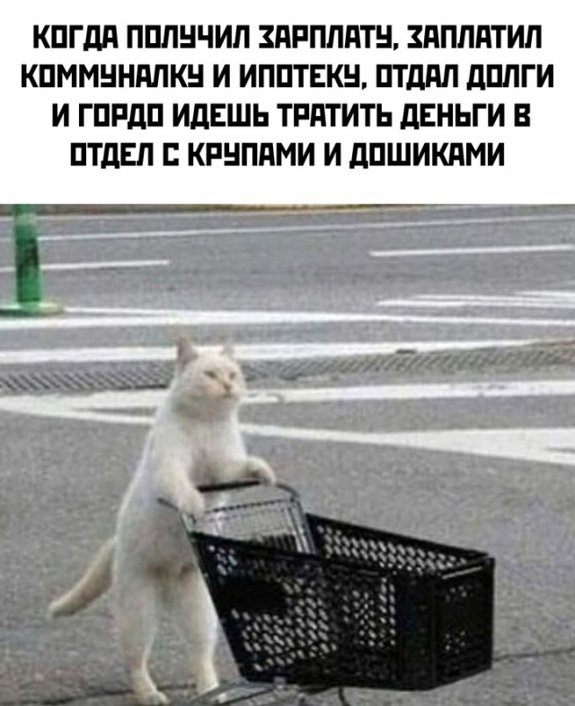 Весёлый полтишок 27.09.24