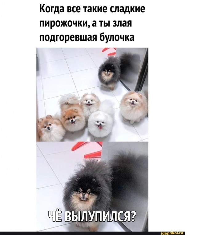 Щенок шпица – это буквально живой комок шерсти