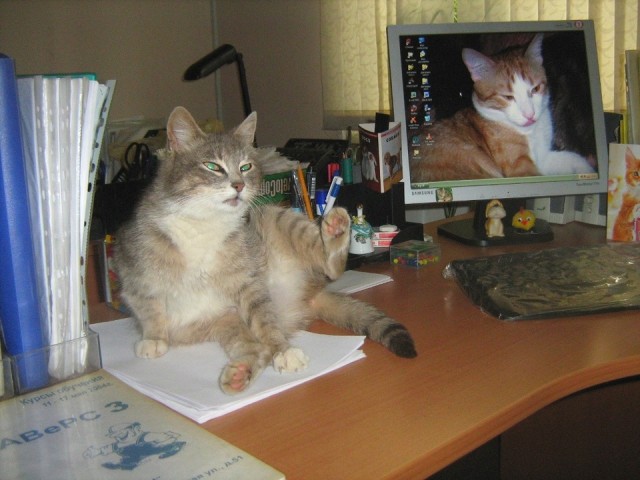 Котовторник 04.06.2013