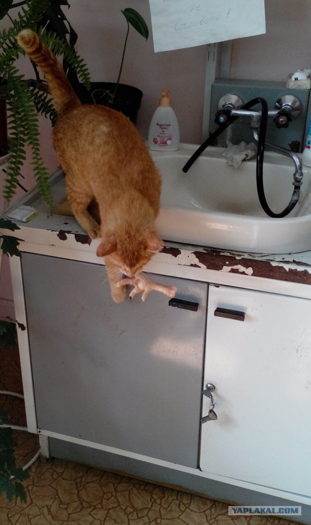 Котовторник 04.06.2013