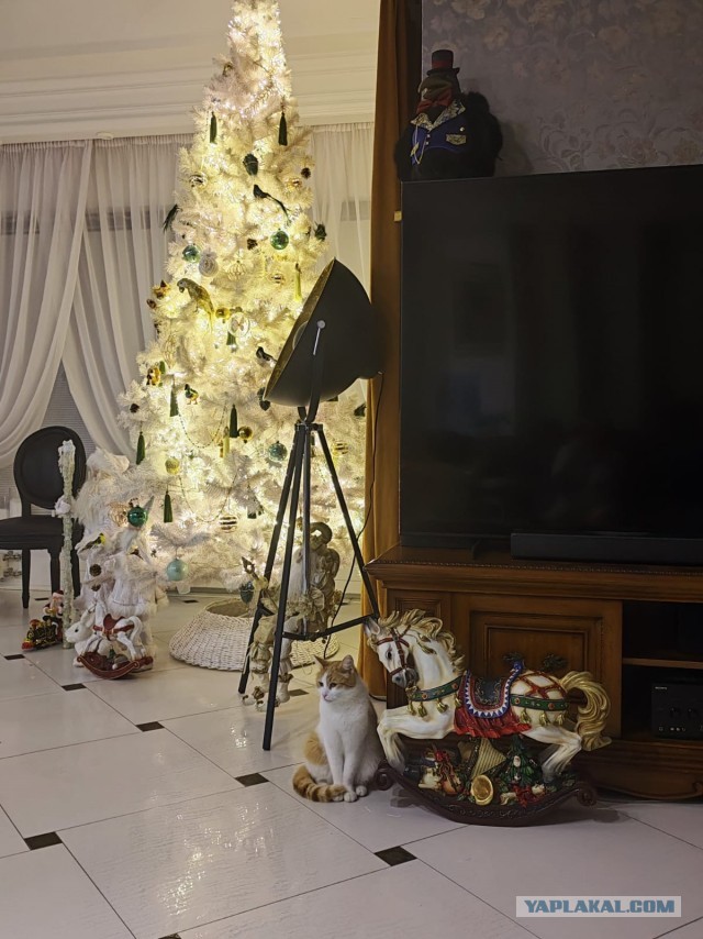 Котовторник 31.12.2024. Последний котовторник года
