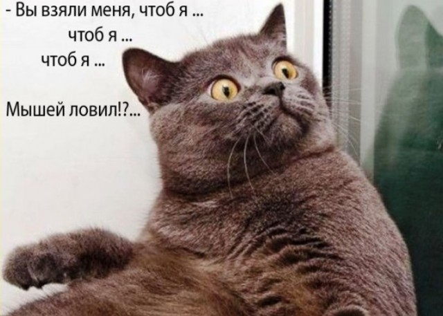ТРРРидцать тРРРи от 19 июня