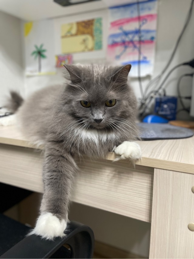 Кот...