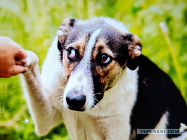 Замерзала на дороге и пережила предательство: Мальвина верит, что ее приютят в Серпухове