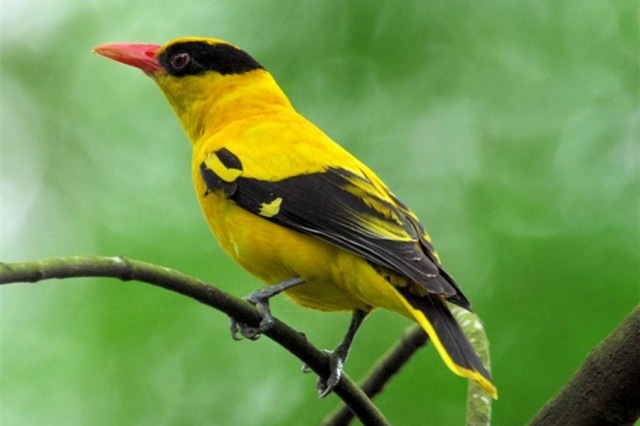 Изуродованный состав замечен на МЦД