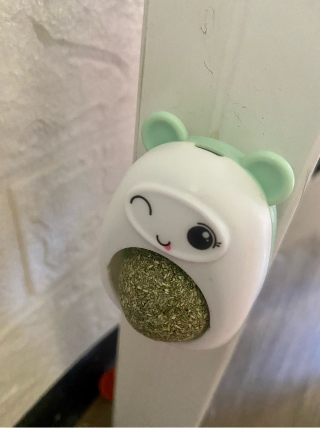 Вопрос к кошачьим рабам