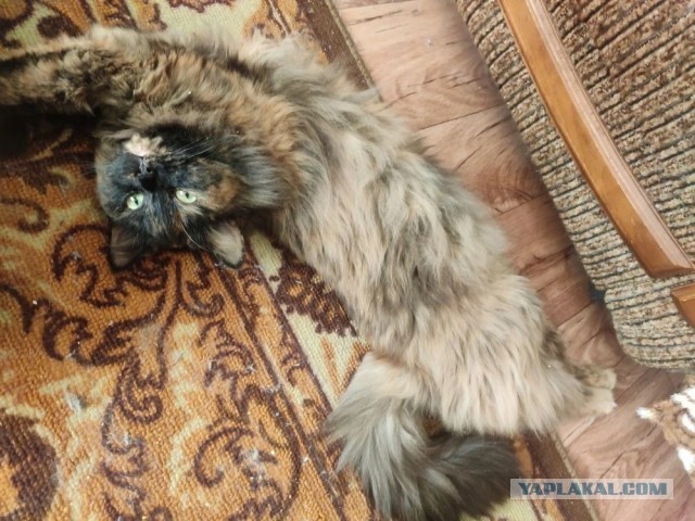 Котовторник. Маруселла.