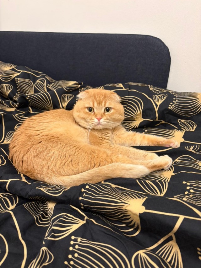 Снова наши коты