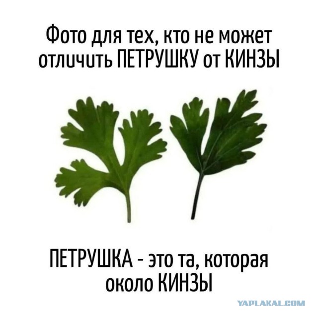 Как вы относитесь к этой травке?