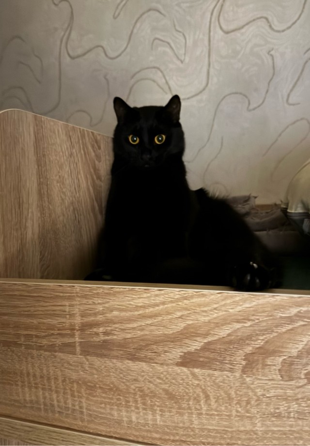 Котовторник наступил;)