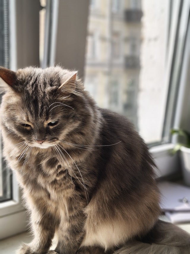 Мой котик