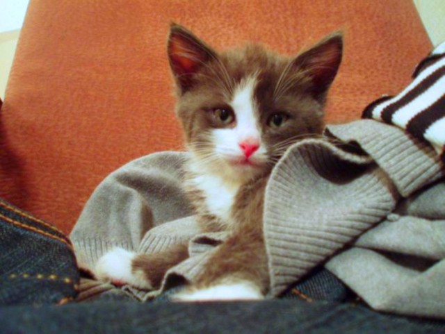 Коты и время