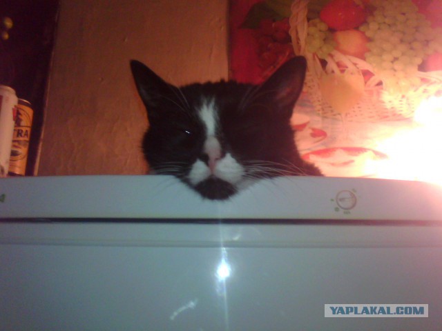 Коты ученых