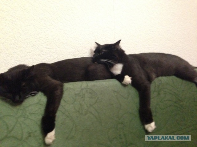 Котовторник 10.06.2014