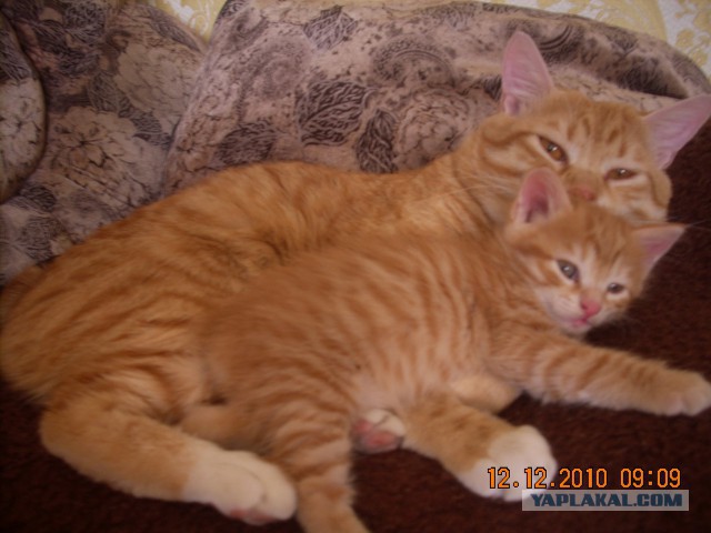 Котовторник 12.08.2014