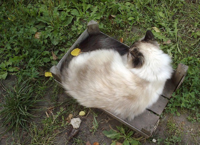 Котовторник 09.09.2014