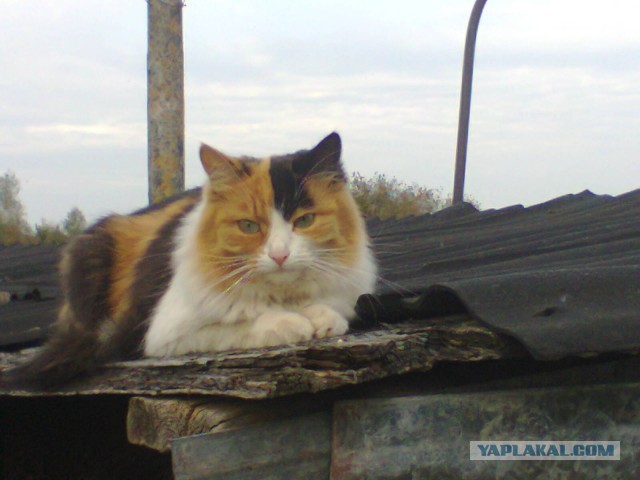 Котовторник 23.09.2014.