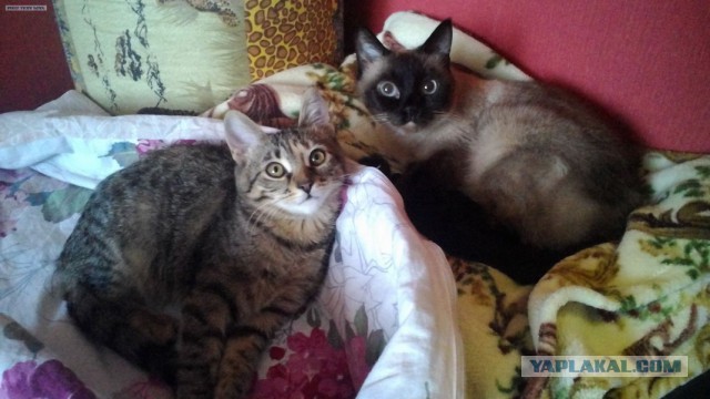 Моим котам