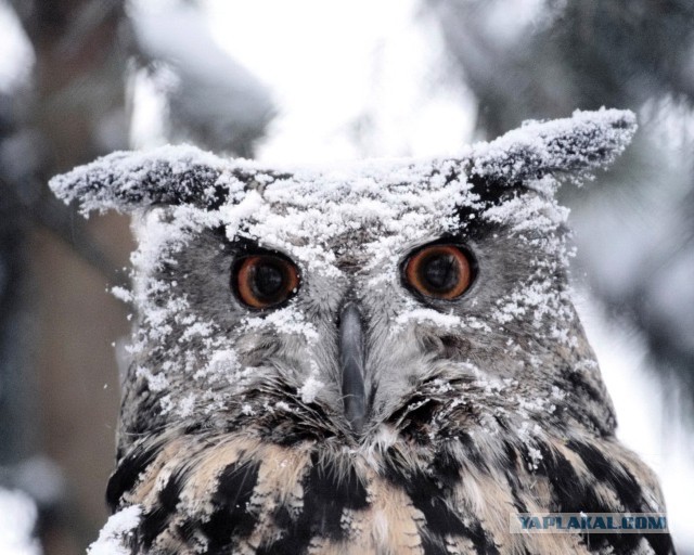 Лета не будет