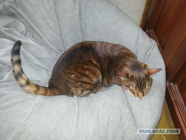 Котовторник 24.03.2015
