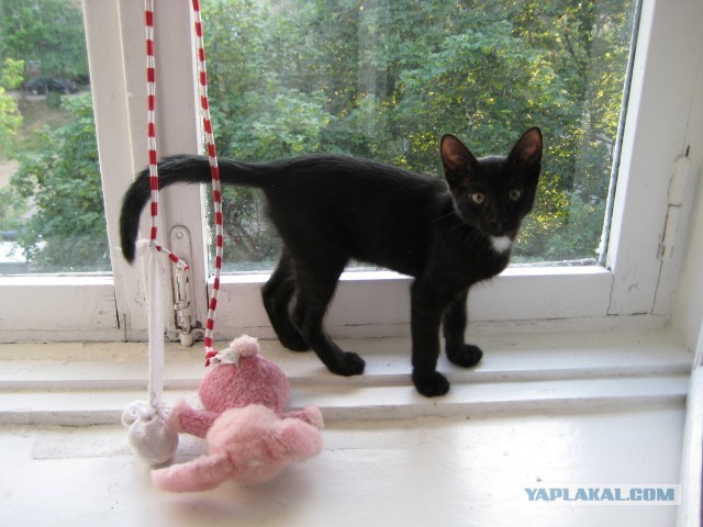 Котовторник 12.03.13