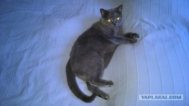 Котовторник 5.05.2015.