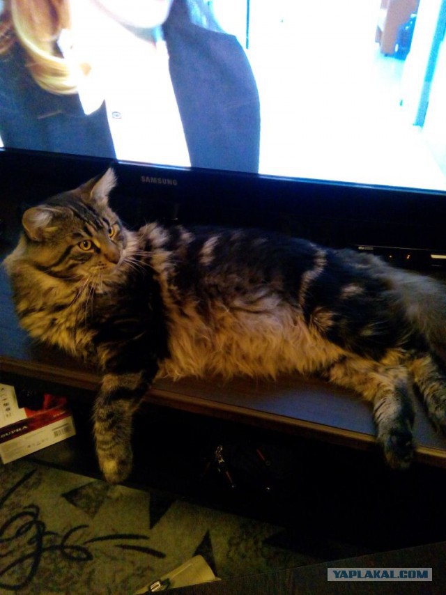 Котовторник