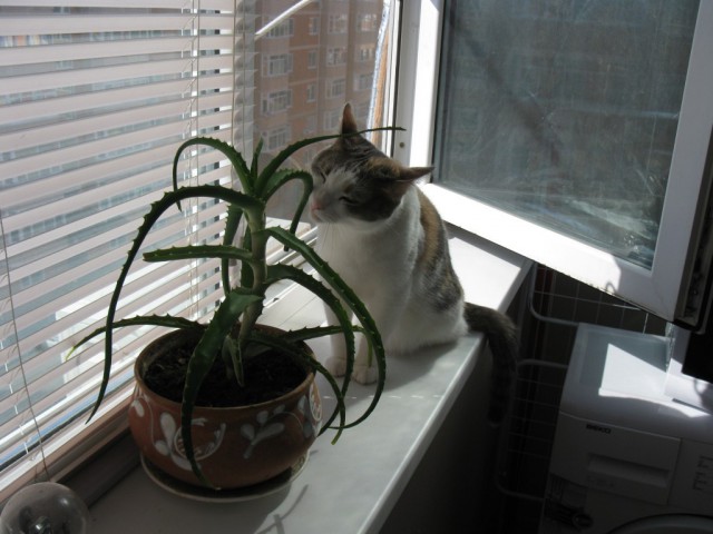 Котовторник 30,06, 2015