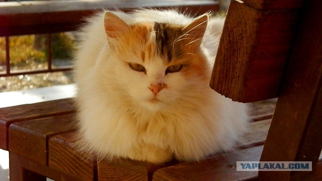 Котовторник 14.07.2015