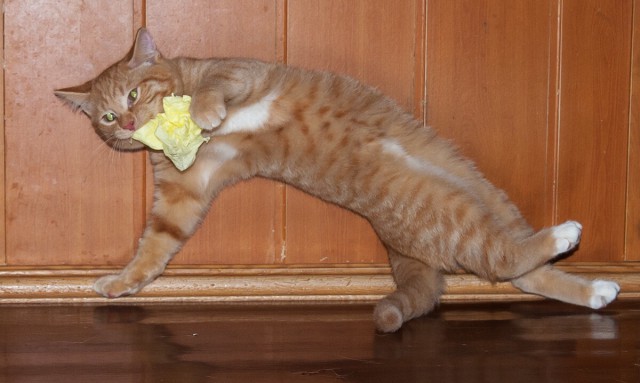 Котовторник