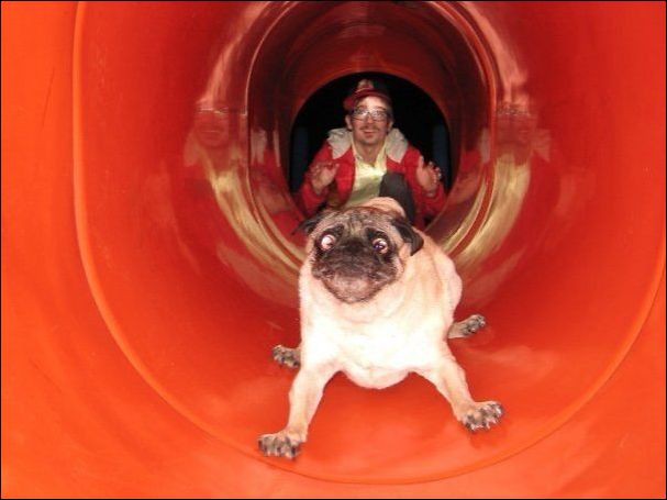 Неприятности с собаками