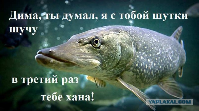 Удачная рыбалка