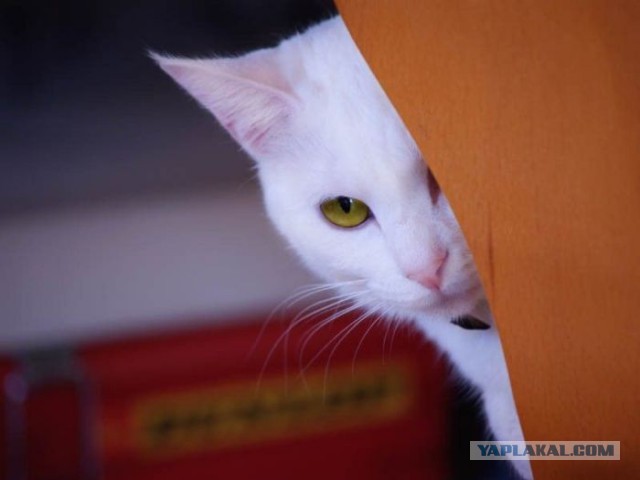 17 фотографий котов