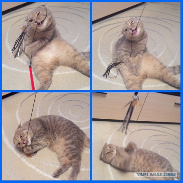 Котовторник  10.11.2015