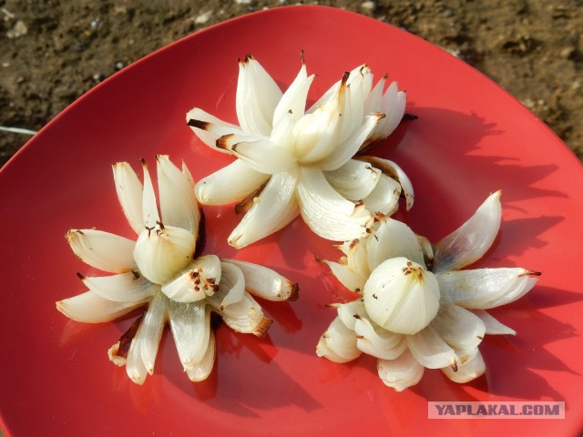 Лук