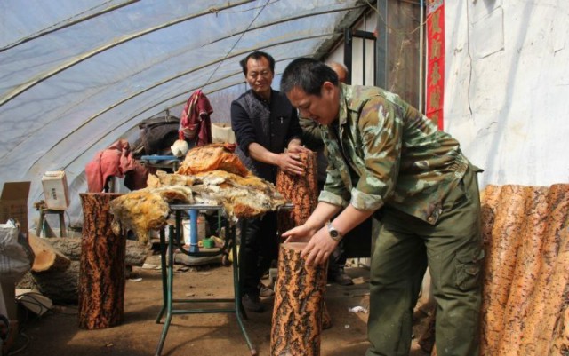Китаец нашел огромный "гриб бессмертия"