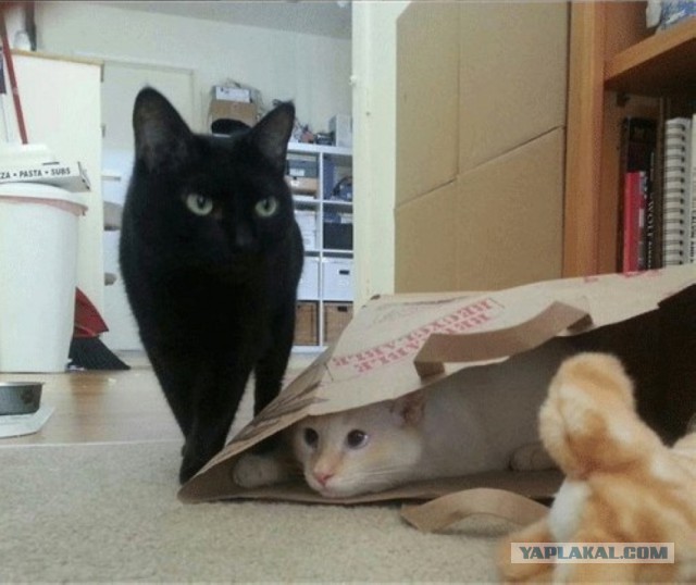 Коты в засаде