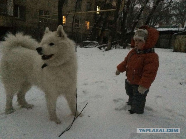 Белый мишка!