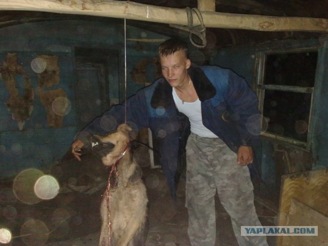 Полицейские задержали взорвавших кота рязанцев