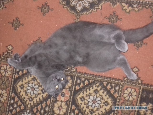 Восьмомартовский котовторник