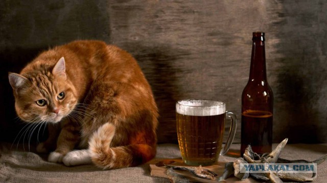 Что то пошло не так