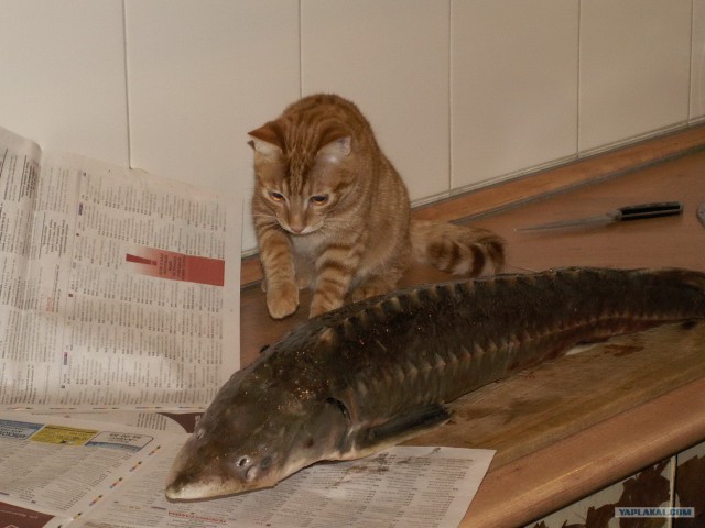 Субботняя подборочка картинок