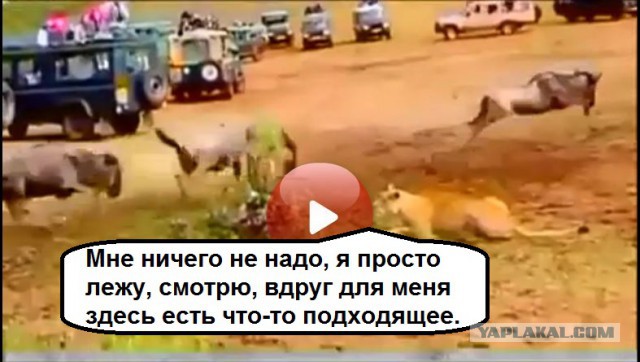 Отличие женского шопинга от мужского