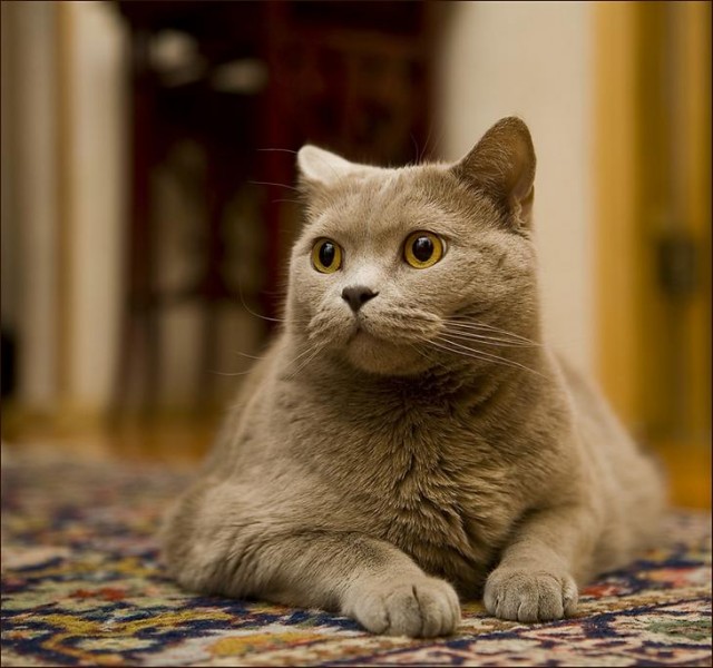 Котовторник на ЯПе (29.01)